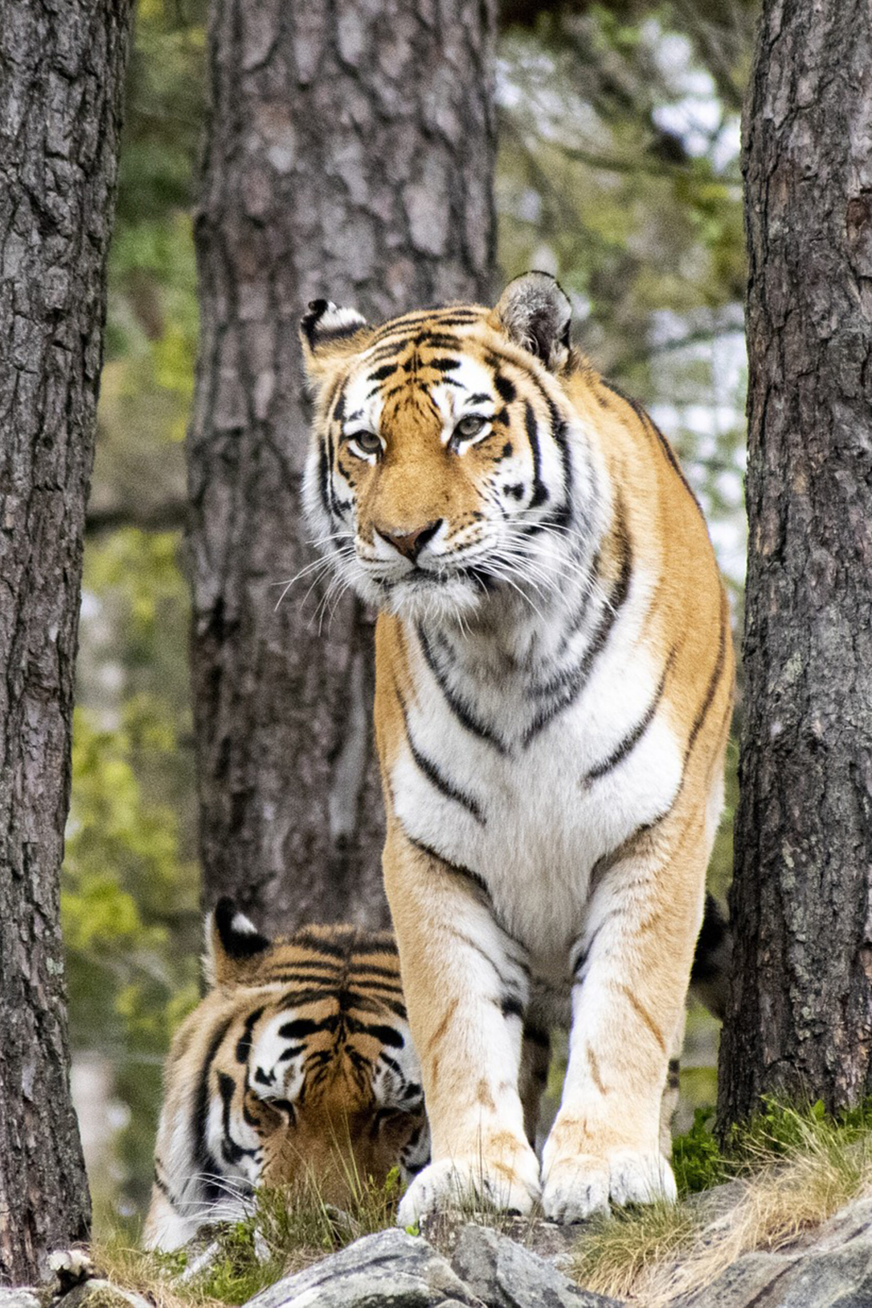 Tijger Dyreparken Kristiansand